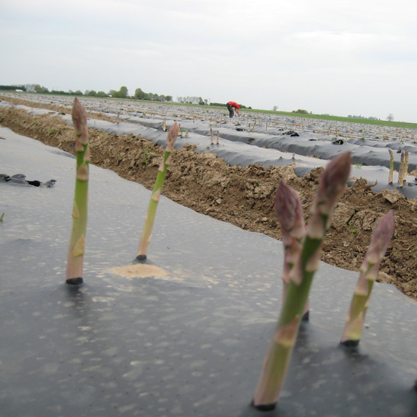 mulch-film-nz-asparagus crop protection